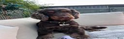 Cocker Spaniel dogs for stud: ⭐️ Incredible show cocker spaniel⭐️ - Advert 3