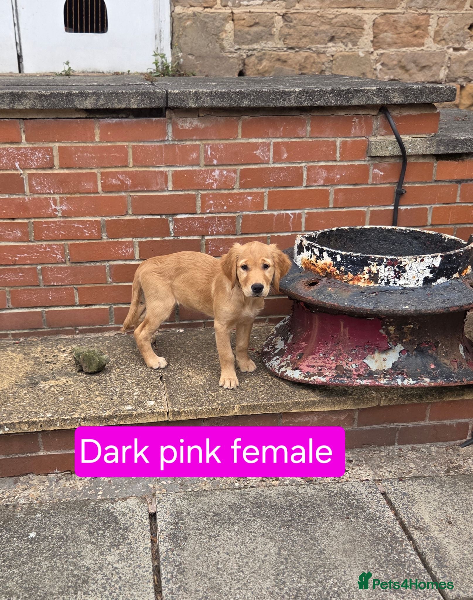 Golden Retriever dogs Beautiful natured pups fully vaccinated - Advert 2