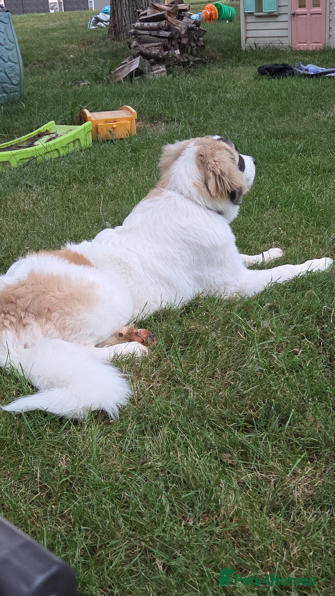 Saint Bernard dogs for sale: Puppy for rehoming - Image 4