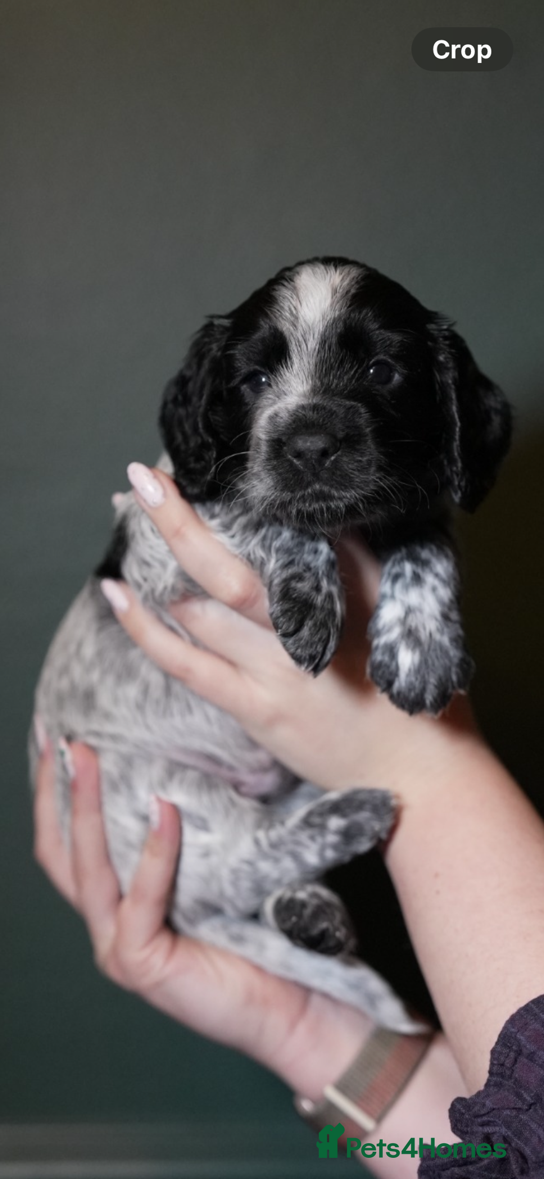 Cocker Spaniel dogs for sale: KC Registered Working Cocker Spaniel Puppies  - Advert 34