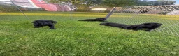 Labrador Retriever dogs for sale: Stunning black Labrador pups for sale  - Advert 5