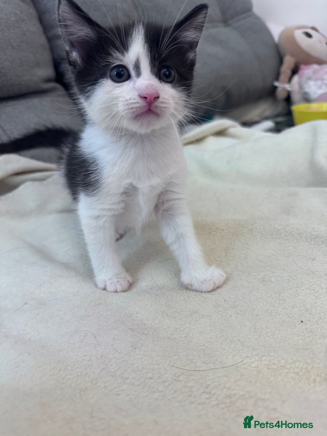 Mixed Breed cats for sale: Beautiful kittens looking new home 🐱🧡 - Advert 12