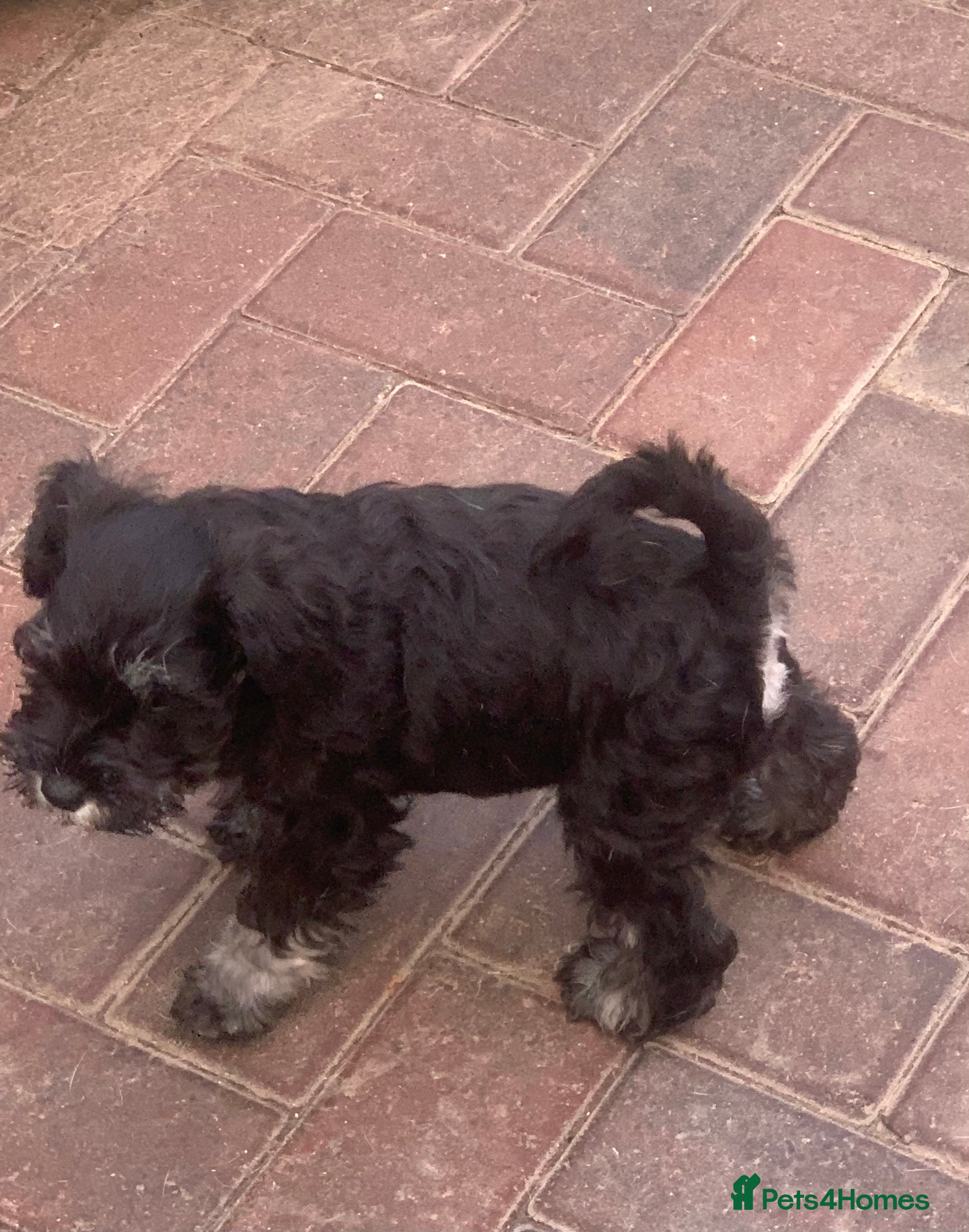 Miniature Schnauzer dogs Black/Silver & Pepper/Salt male /females - Advert 1