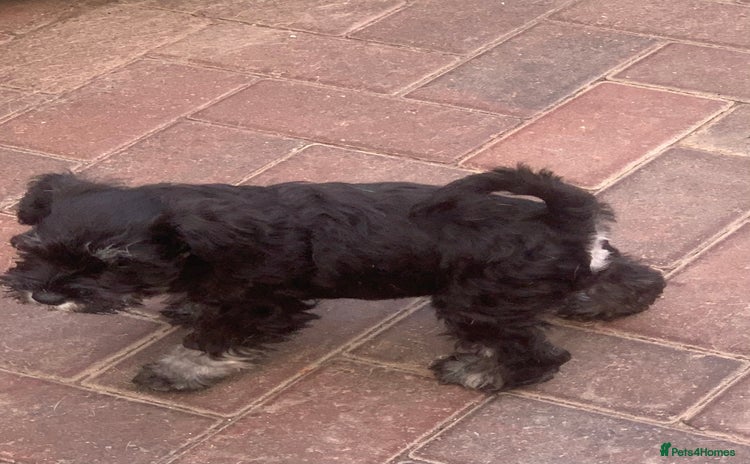 Miniature Schnauzer dogs - Advert 1