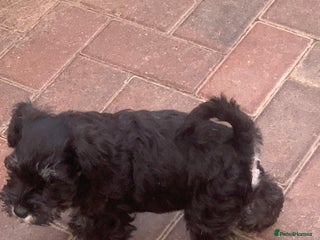 Miniature Schnauzer dogs - Advert 20