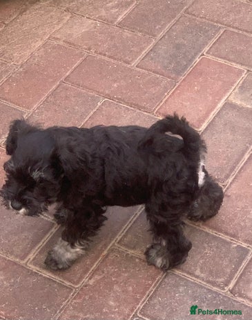 Miniature Schnauzer dogs - Advert 8