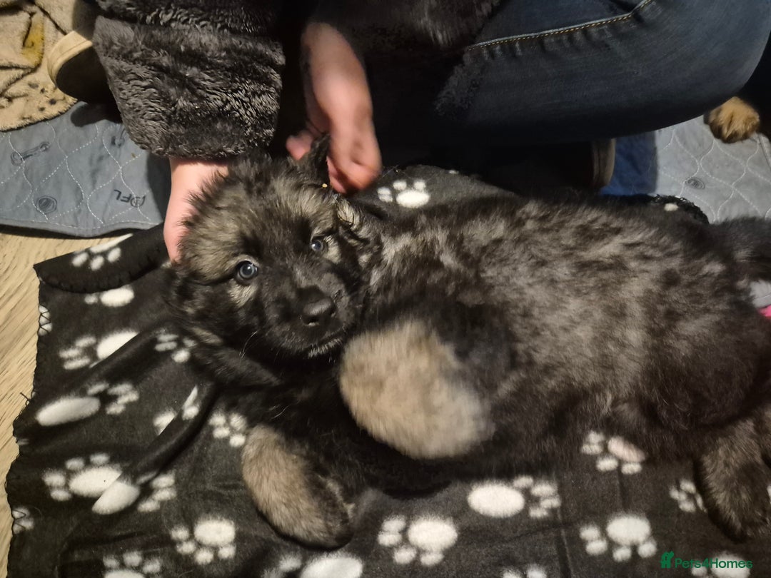 German Shepherd dogs for sale: German shepherd  - Advert 27