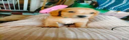Cockapoo dogs for sale: 5 beautiful cockapoo puppies  - Advert 24