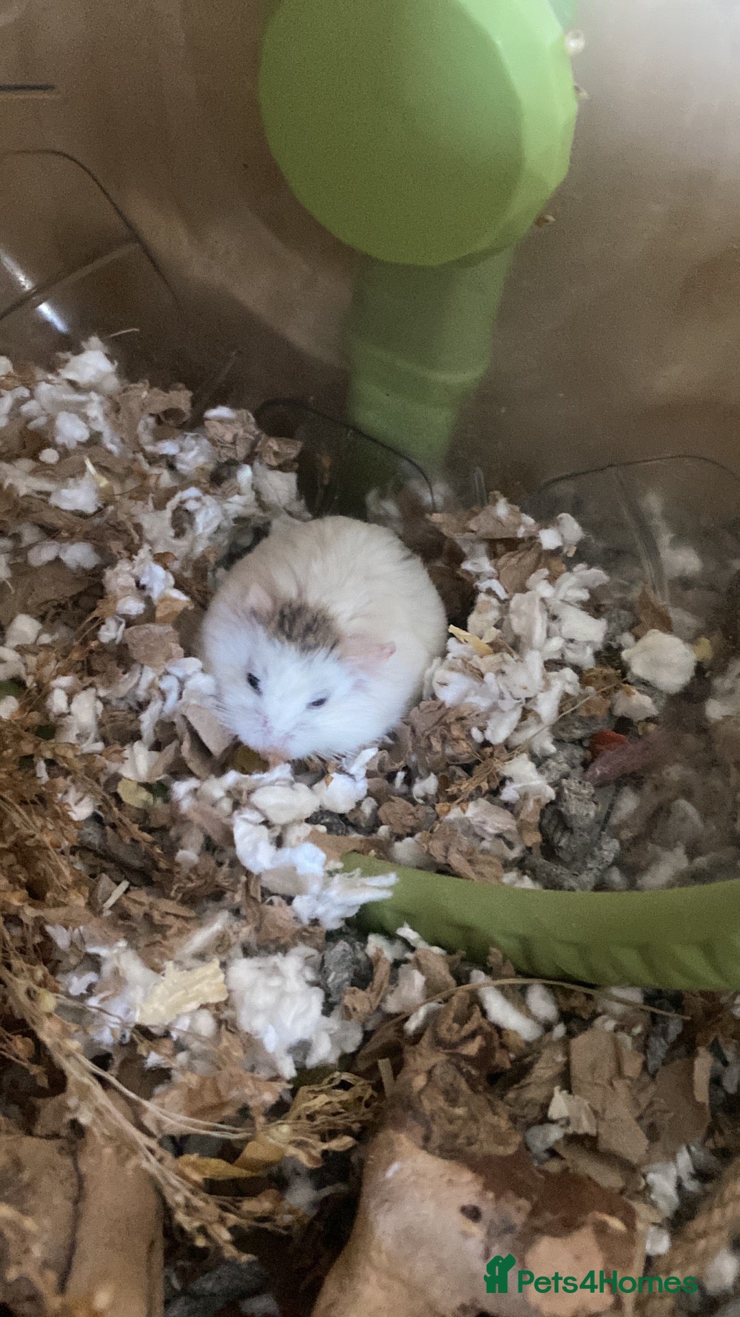 Hamster rodents Dwarf robo hamster!  - Advert 8