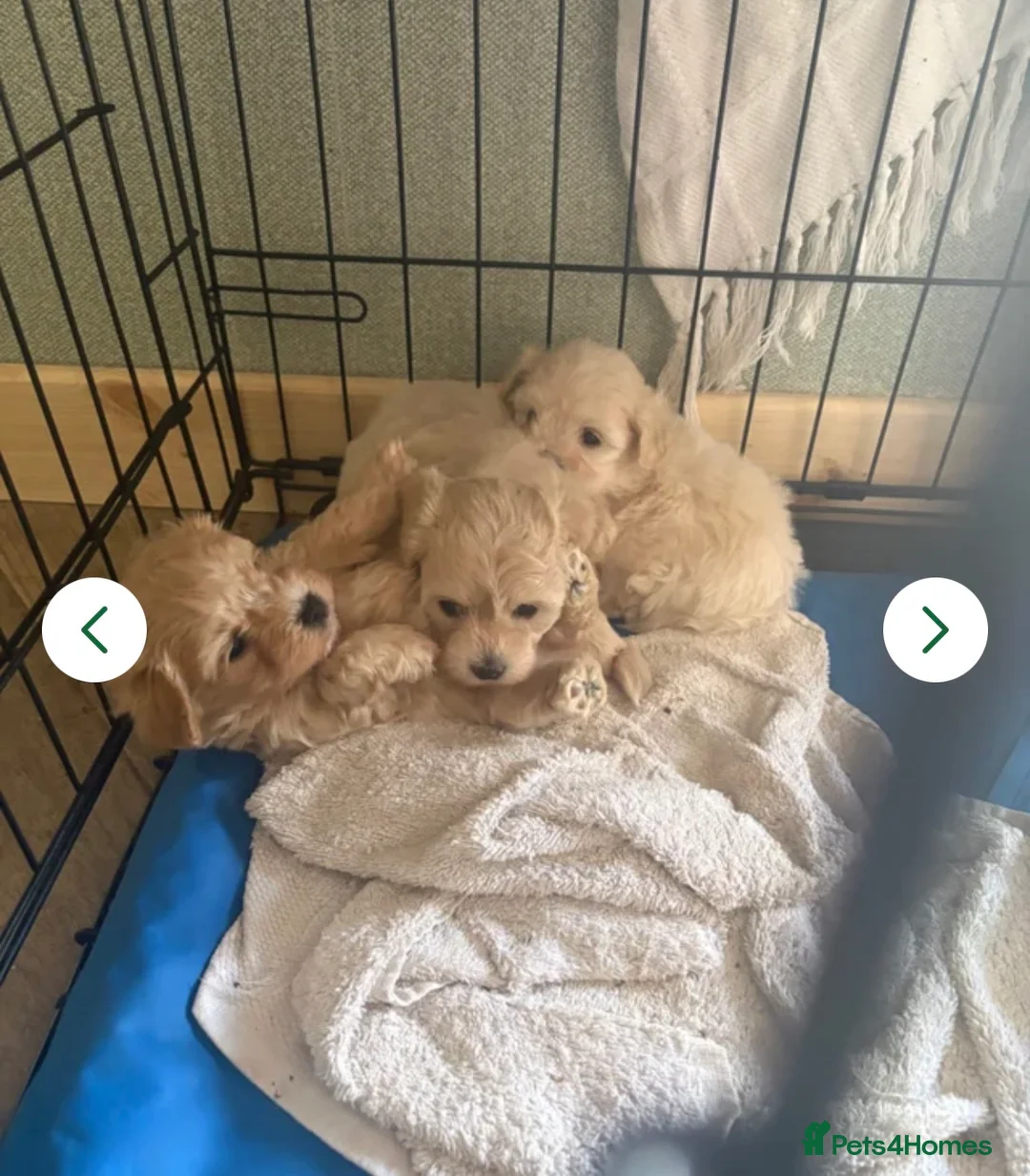 Maltipoo dogs for sale: Absolutely beautiful mini maltipoo  - Advert 2