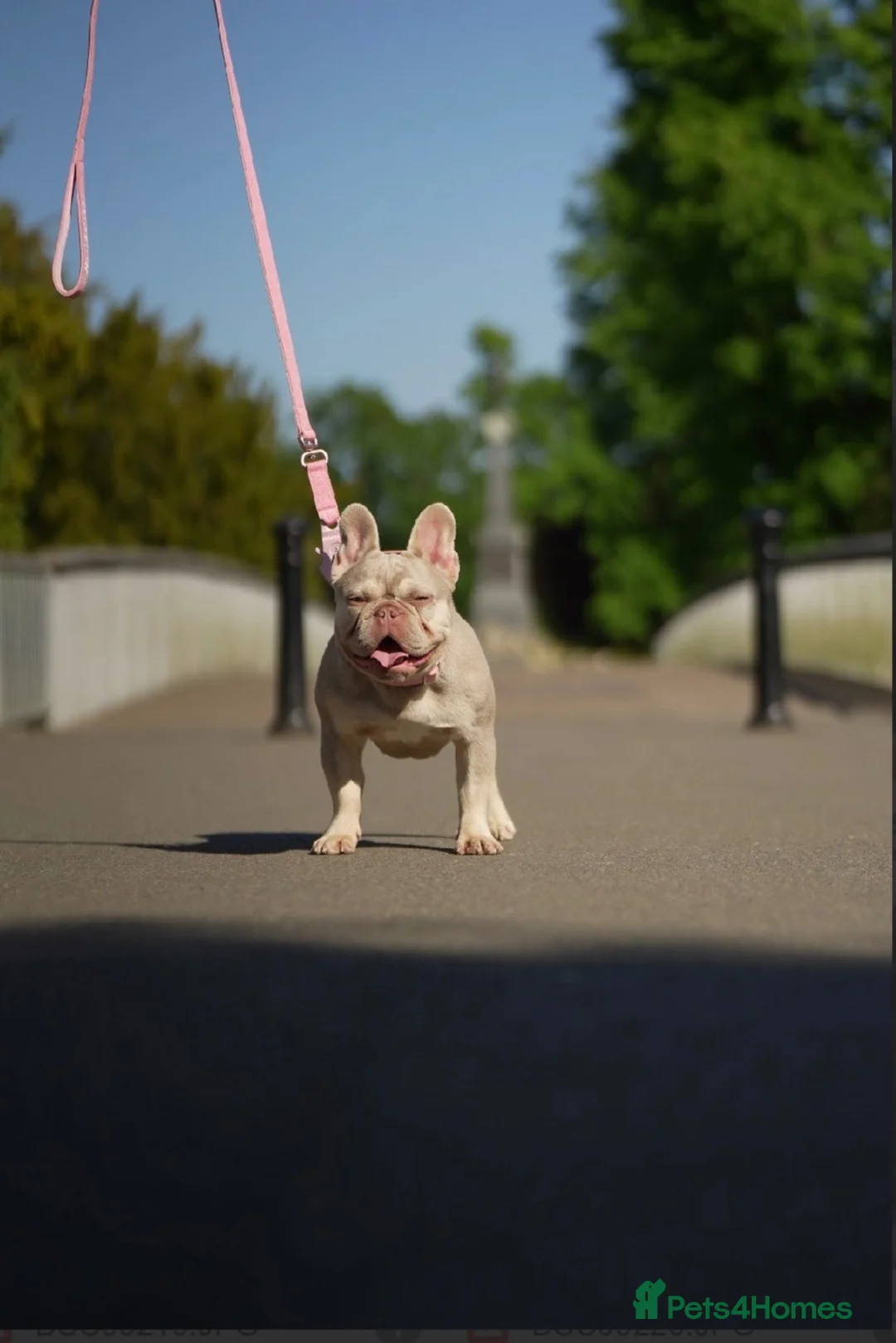 French Bulldog dogs for sale: Female French bulldog  in Crewe - Advert 2