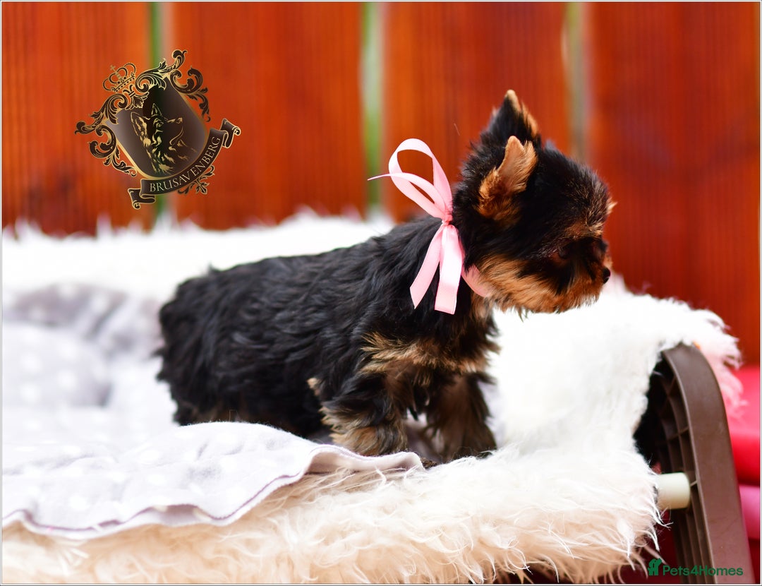 Yorkshire Terrier dogs for sale: BABY FACE DNA TESTED KC REG MINIATURE YORKIES - Image 7
