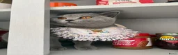 British Shorthair cats for sale: British short hair kittens  - Advert 11