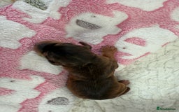 Cockapoo dogs for sale: Ready Dec 20th. Fully dna & health tested clear - Image 12