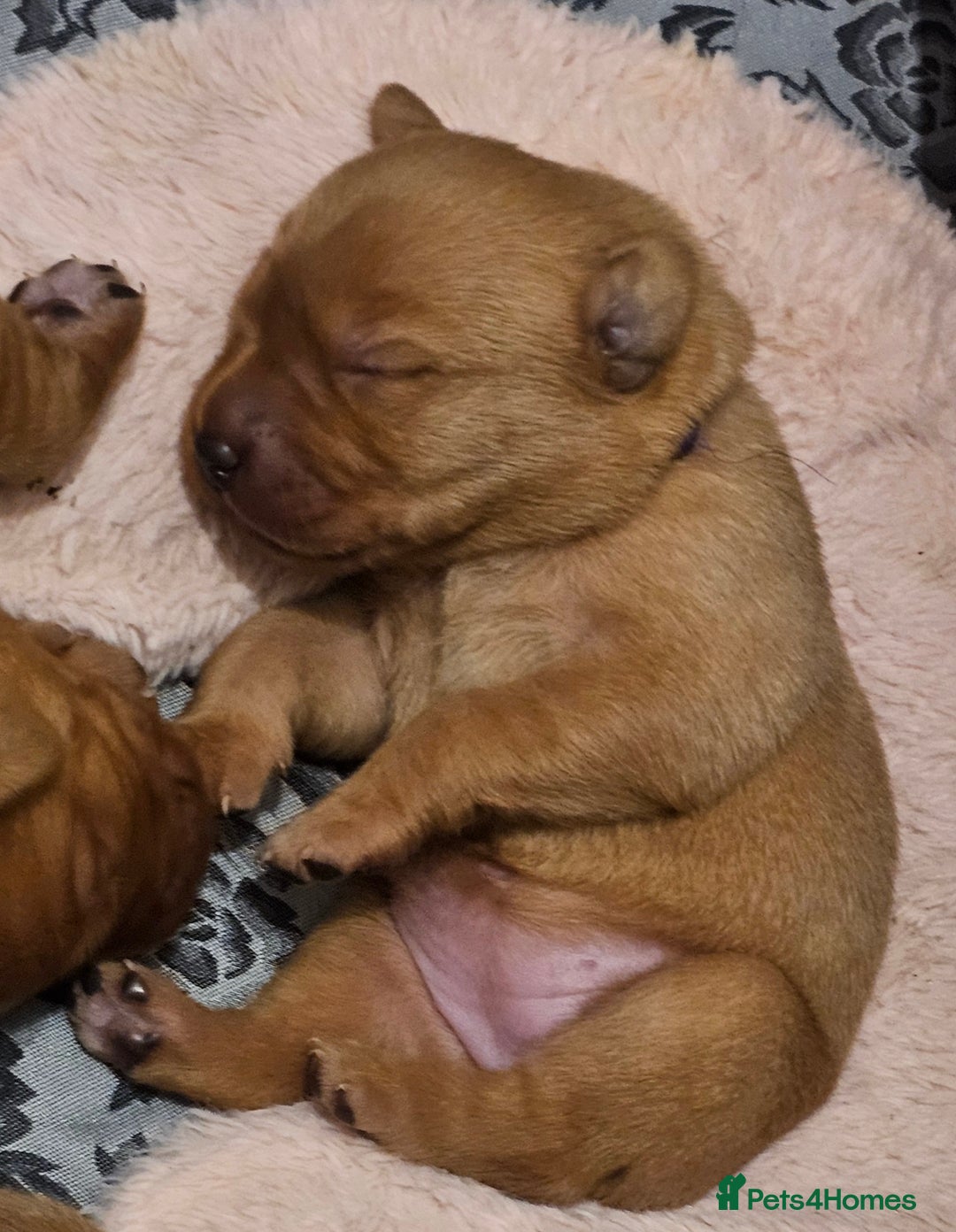 Labrador Retriever dogs for sale: KC Fox Red Labrador Puppys - Advert 9