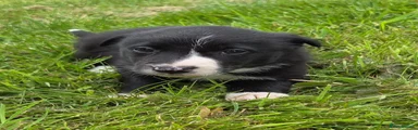 Border Collie Puppy 7