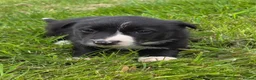 Border Collie dogs for sale: Tricoloured Border Collie Puppies - Advert 7