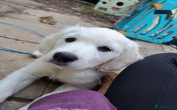 Golden Retriever dogs for sale: Golden retriever puppies  - Image 5