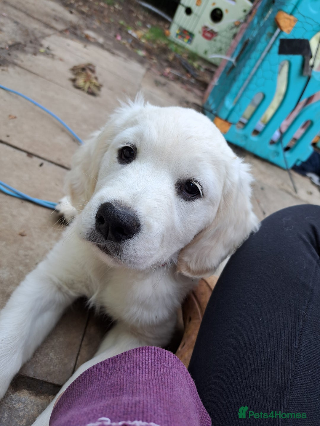 Golden Retriever dogs for sale: Golden retriever puppies  - Image 5