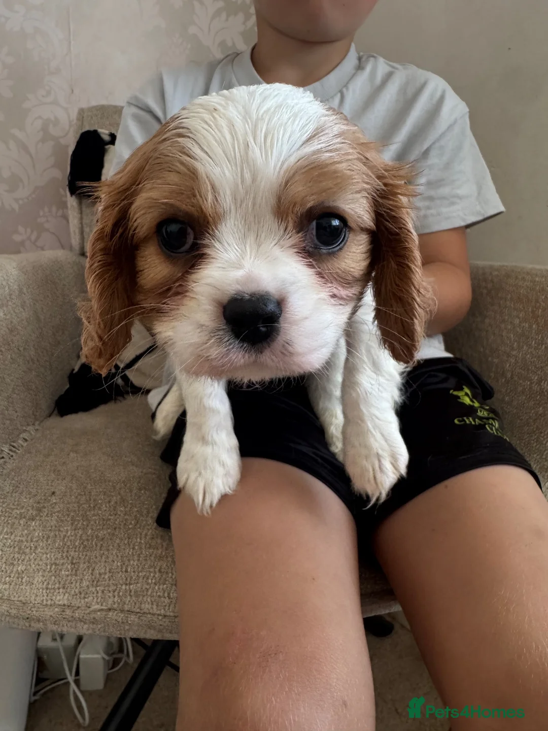 Cavalier King Charles Spaniel dogs for sale: Stunning hereditary clear KC one boy left - Advert 1