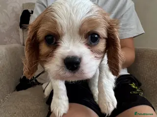 Cavalier King Charles Spaniel dogs Stunning hereditary clear KC Cavalier King Charles - Advert 14