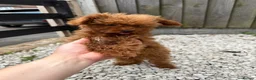 Toy Poodle dogs for sale: Small  **  Asian Poodle Boy in Grays - Advert 1