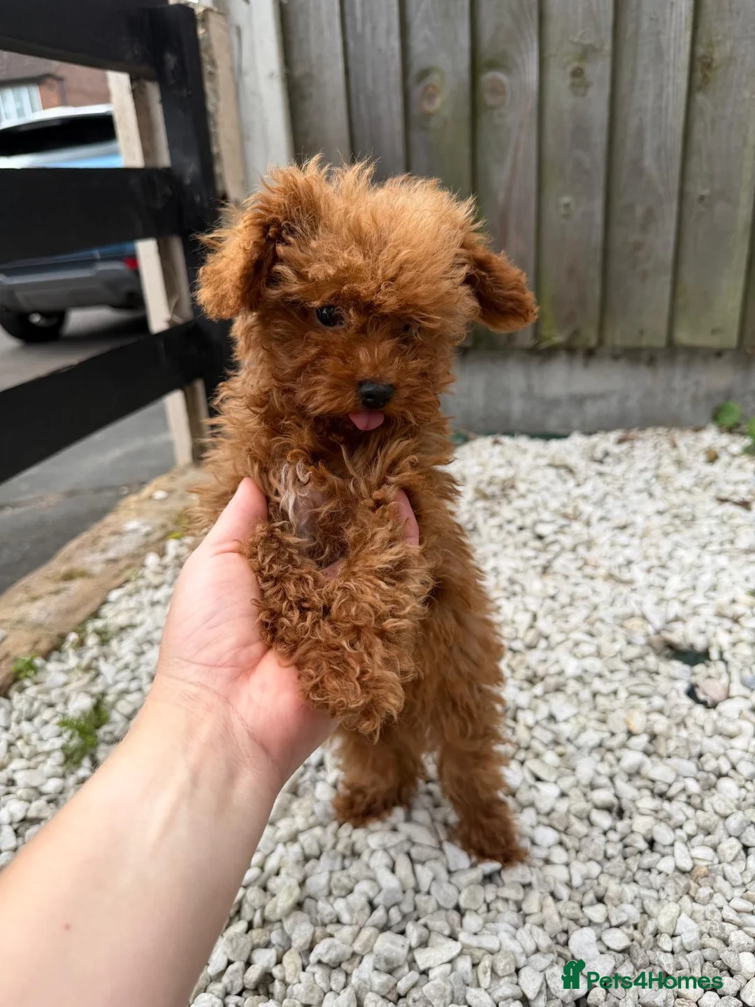 Toy Poodle dogs for sale: Small  **  Asian Poodle Boy in Grays - Advert 1