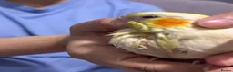 Cockatiels birds for sale: Baby tamed Cockateil  - Advert 6