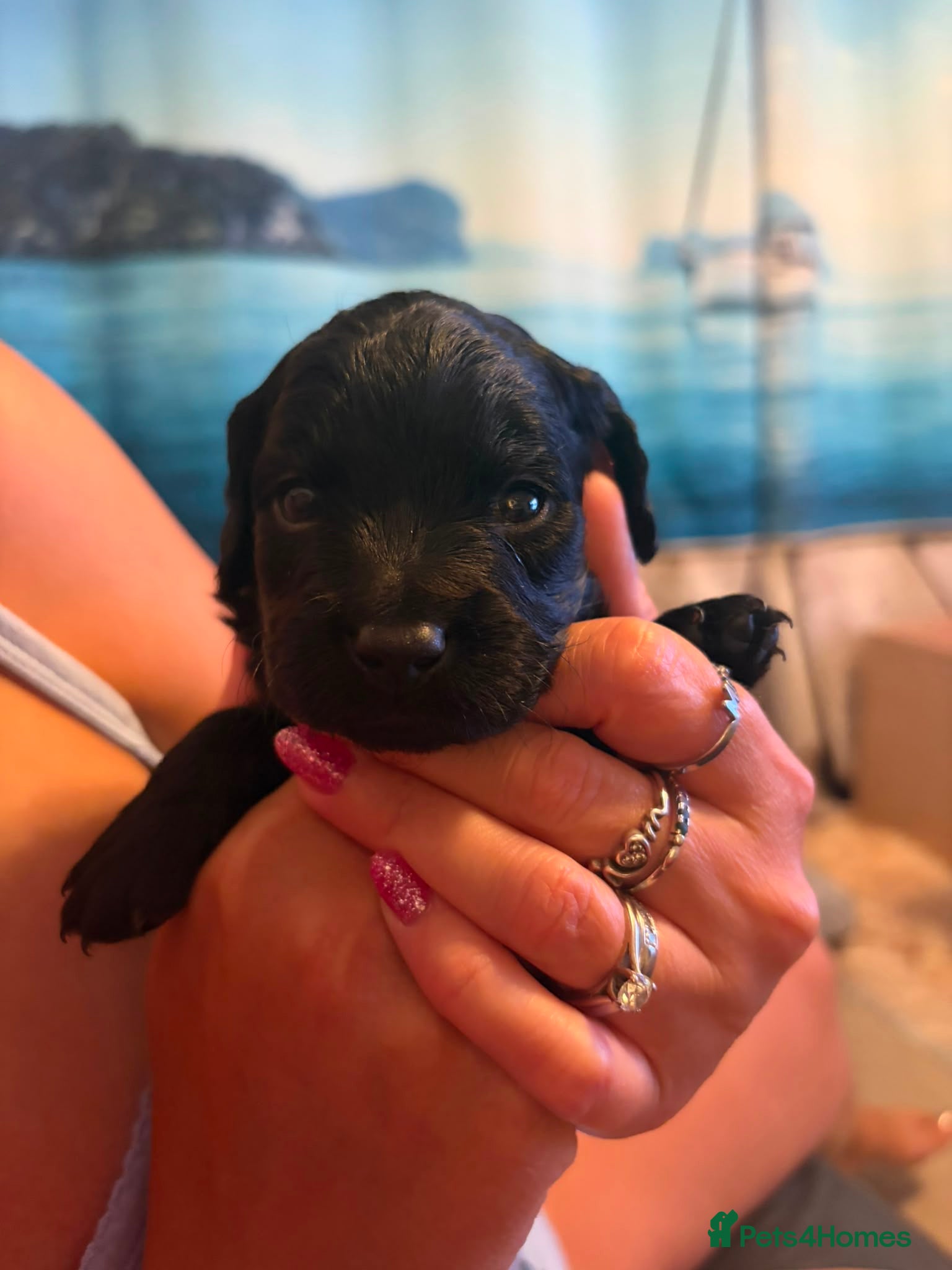 Cavapoo dogs Cute little cavas looking for their forever home!  - Advert 7