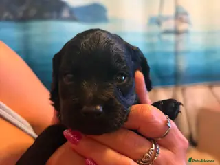 Cavapoo dogs Cute little cavas looking for their forever home! - Advert 3