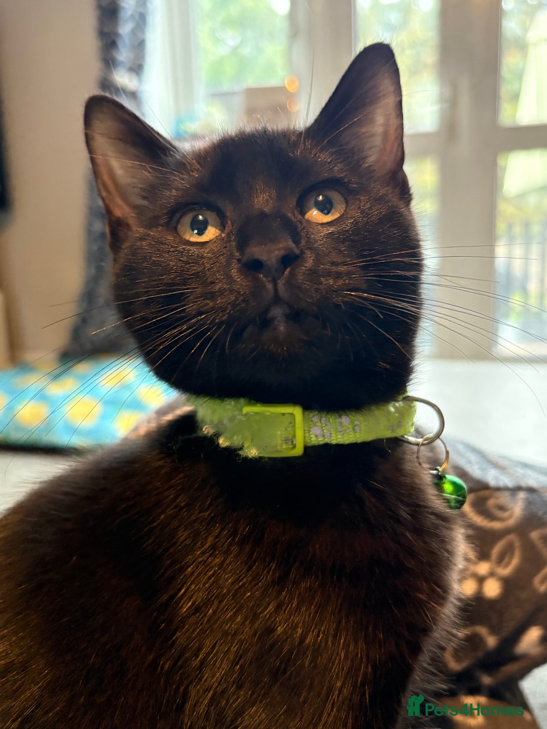 Bombay cats for sale: New home asap free  - Image 1