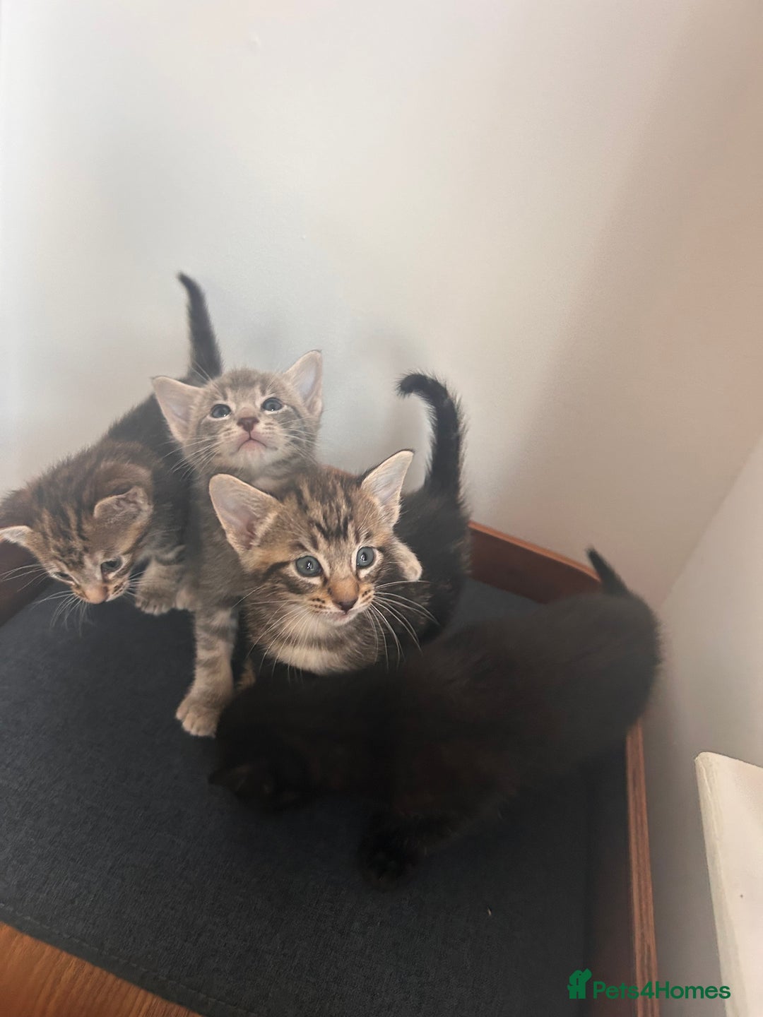 Oriental cats for sale: Oriental/ Siamese kittens  - Advert 1