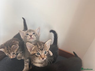 Oriental cats Oriental/ Siamese kittens - Advert 3