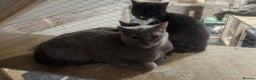 British Shorthair cats for sale: Pure British short hair kittens - Advert 7