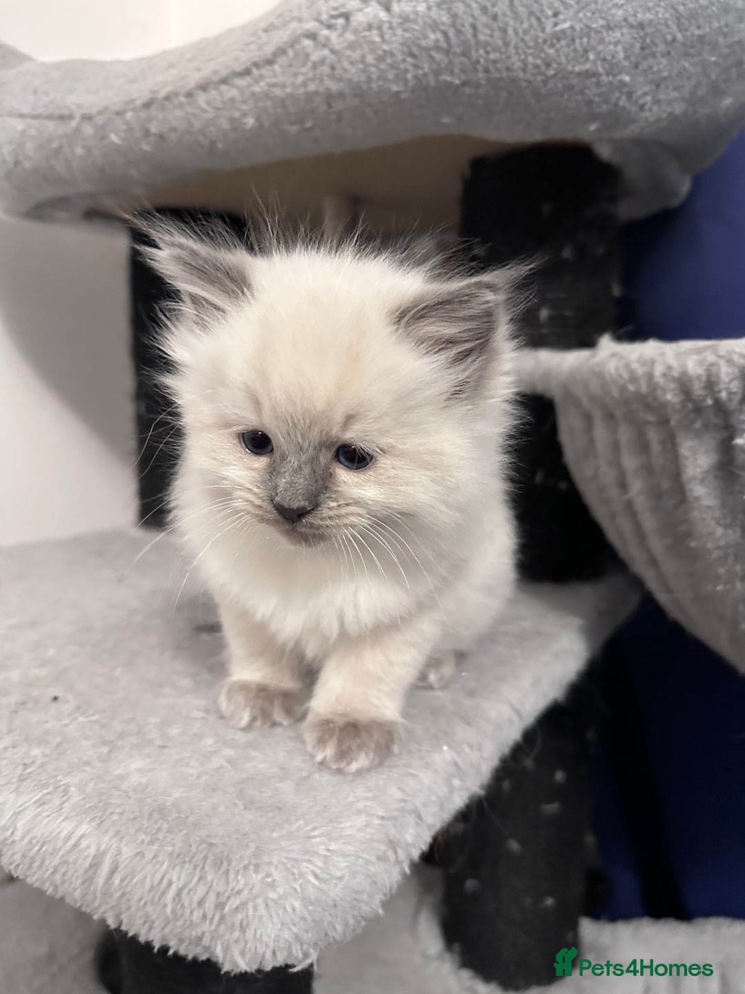 Ragdoll cats for sale: Gorgeous ragdoll kitten - Image 11