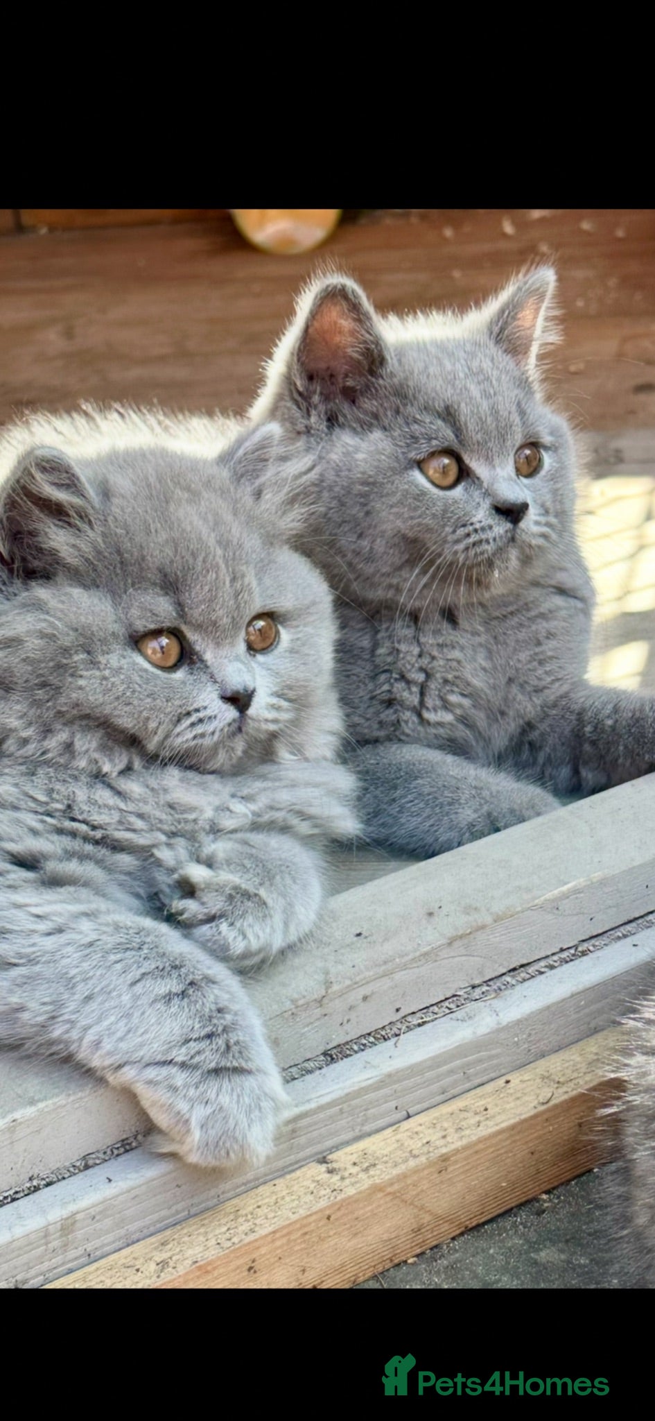 British Shorthair cats 5 Stunning BSH Blue and Lilac Kittens - Advert 2