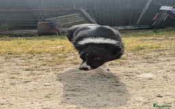 Border Collie dogs for sale: Border Collie Puppies - Image 14