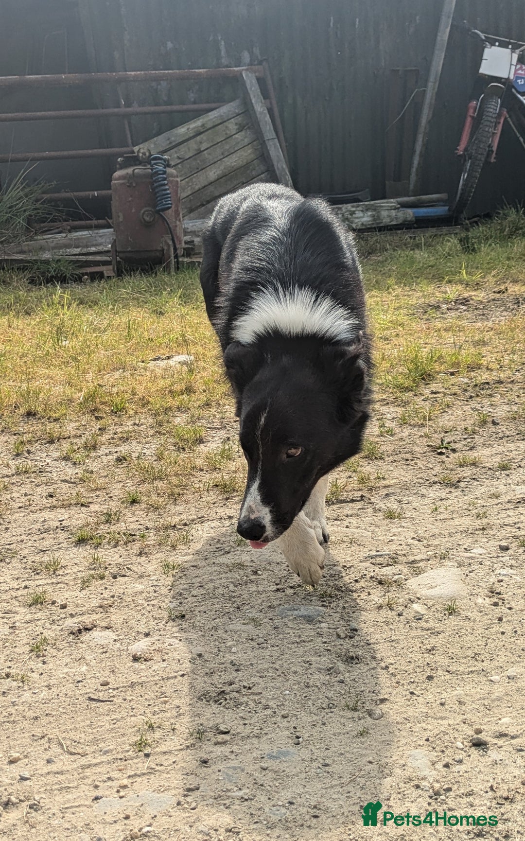Border Collie dogs for sale: Border Collie Puppies - Image 14