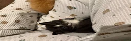 Mixed Breed cats for sale: Ginger male and tuxedo female - Advert 12