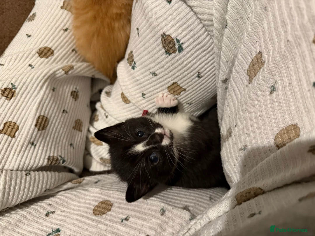 Mixed Breed cats for sale: Ginger male and tuxedo female - Advert 12