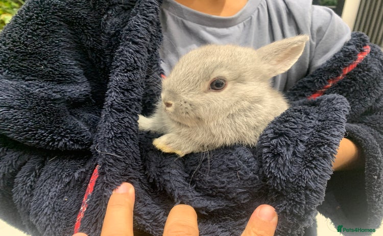Netherland Dwarf rabbits Gorgeous Netherland Dwarf Rabbit last 3 left - Advert 3