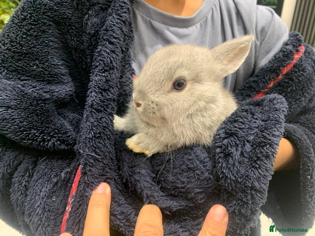 Netherland Dwarf rabbits Gorgeous Netherland Dwarf Rabbit last 3 left - Advert 3