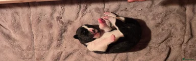 Fourth Born
