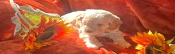 Cockapoo dogs for sale: 6 Stunning F1 Cockapoos - Advert 10