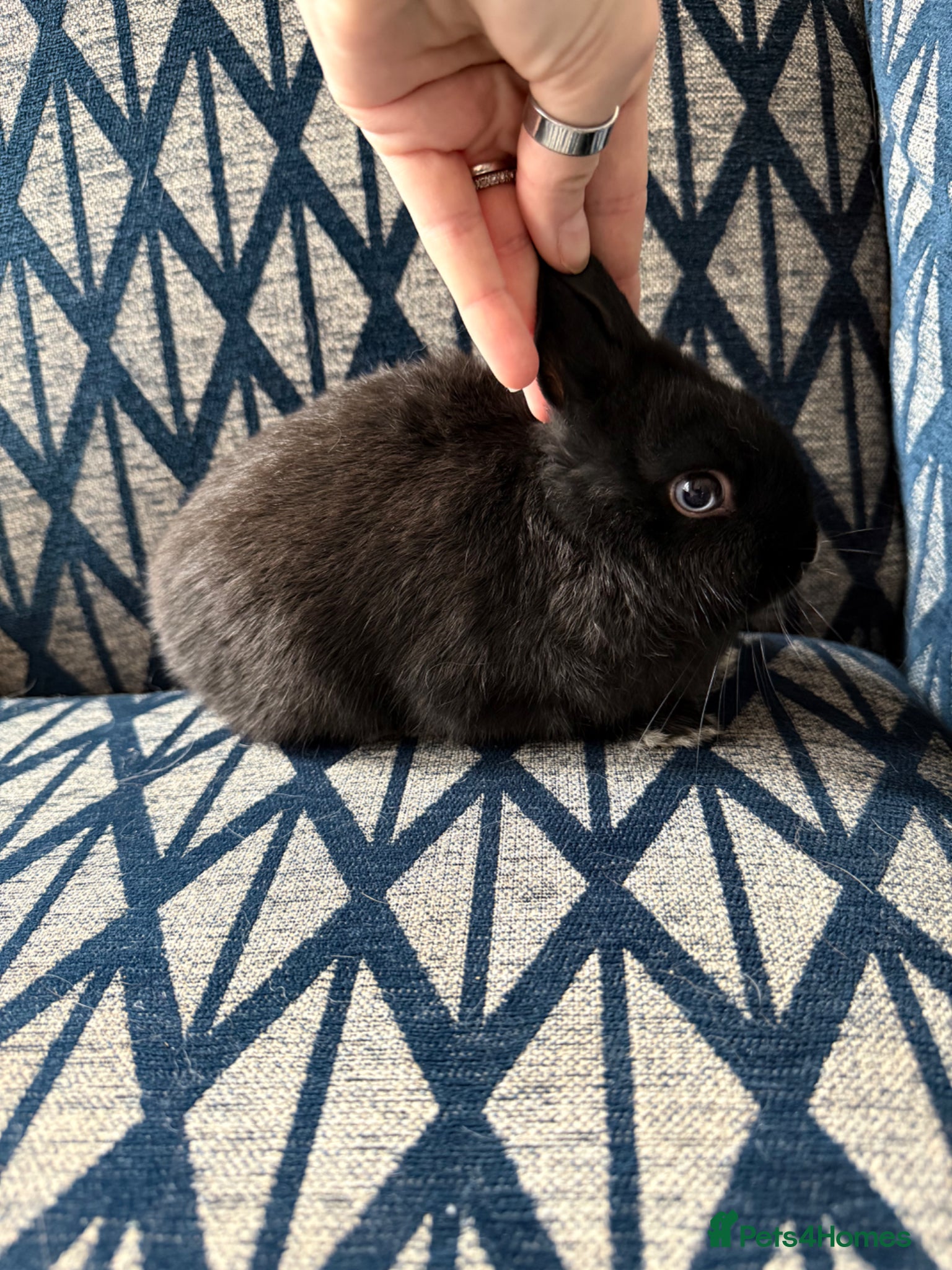 Netherland Dwarf rabbits for sale: Female Netherland Dwarf - Advert 5