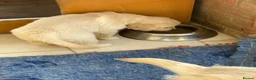 Golden Retriever dogs for sale: 🐾 Beautiful Golden Retriever Puppies - Advert 9