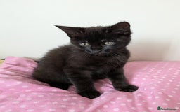 Bengal cats for sale: Melanistic Black Bengal Female Kitten - Image 3