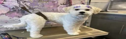 Schnoodle dogs for sale: 7 schnoodle puppies  - Advert 7
