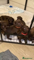 Mixed Breed dogs Beautiful Family-Raised Sheprador Puppies - Advert 12