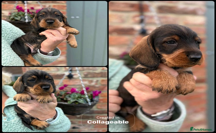 Dachshund dogs - Advert 2